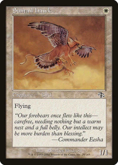 Suntail Hawk (28) (JUD)