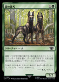 Mushroom Watchdogs