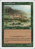 Image for Trained Jackal (155) (PTK) - Magic: The Gathering